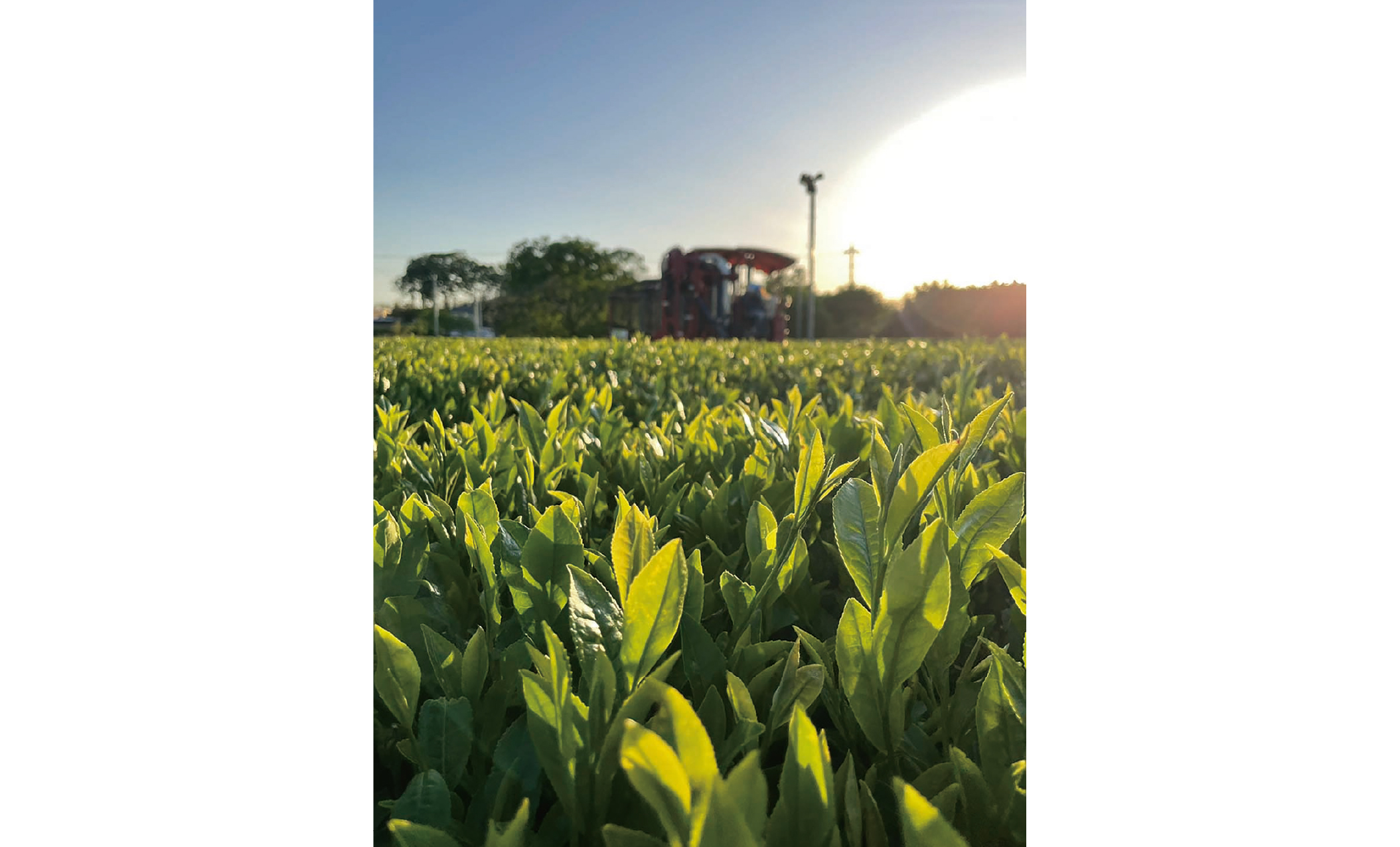 茨城 石山製茶工場